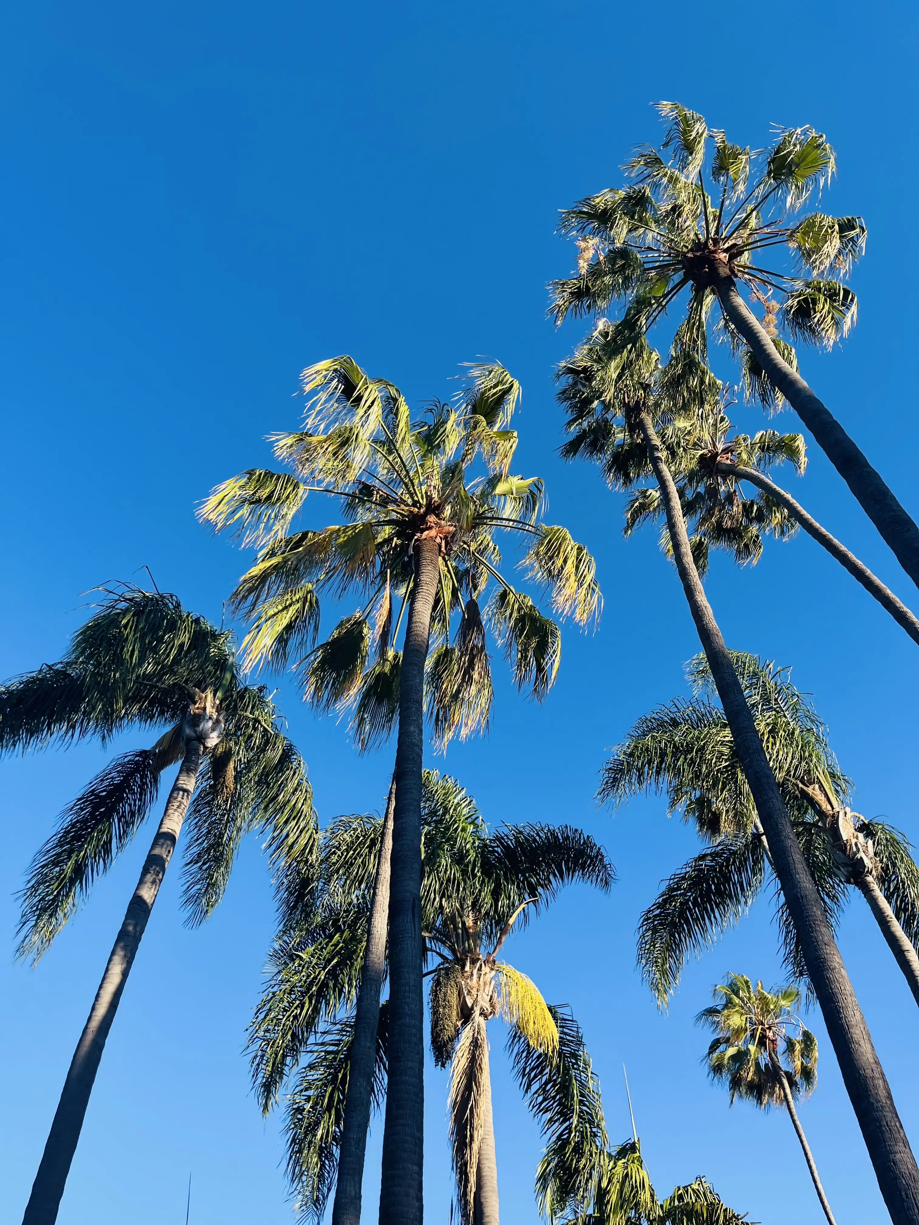 San Diego photograph